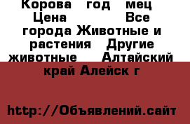 Корова 1 год 4 мец › Цена ­ 27 000 - Все города Животные и растения » Другие животные   . Алтайский край,Алейск г.